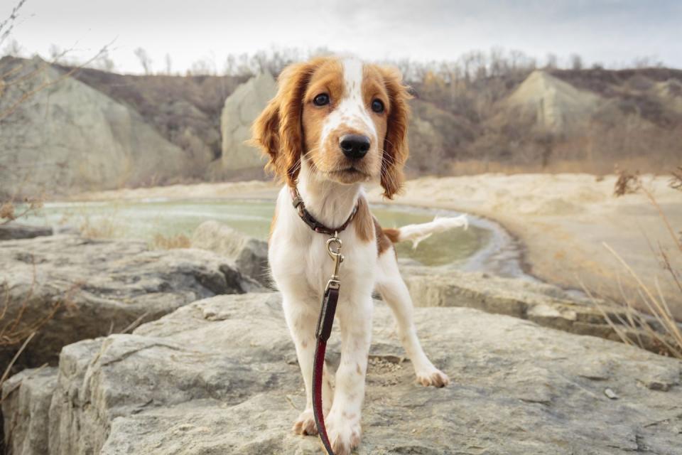 23) Welsh Springer Spaniel