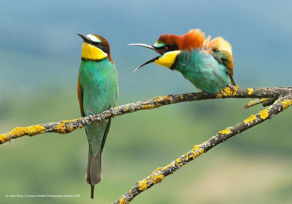 Fotografía, Animales, Competencia