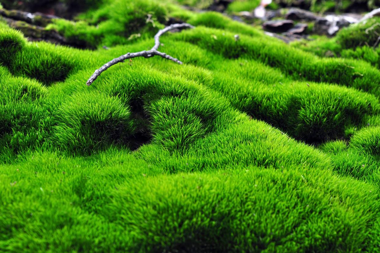 green surface of moss