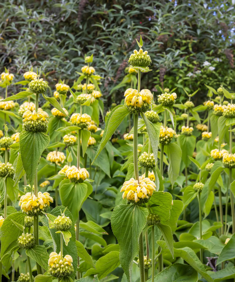 <p> <strong>Hardiness: </strong>USDA 6b/7a </p> <p> <strong>Height: </strong>3ft (1m) </p> <p> <strong>Best for:</strong> yellow flowers  </p> <p> Lovers of yellow flowers will love this next pick. Known as Jerusalem sage or Jupiter’s distaff, <em>Phlomis fruticosa</em> AGM is a small but spreading evergreen shrub, perfectly adapted to survive harsh sun and dry soils.  </p> <p> The hairy, grey-green leaves of this Mediterranean shrub are woolly beneath. They create a soft foil for whorls of sulphur-yellow flowers opening from summer to fall.  </p> <p> Prune in spring but not into old wood, or trim lightly after flowering to keep them at their best.  </p>