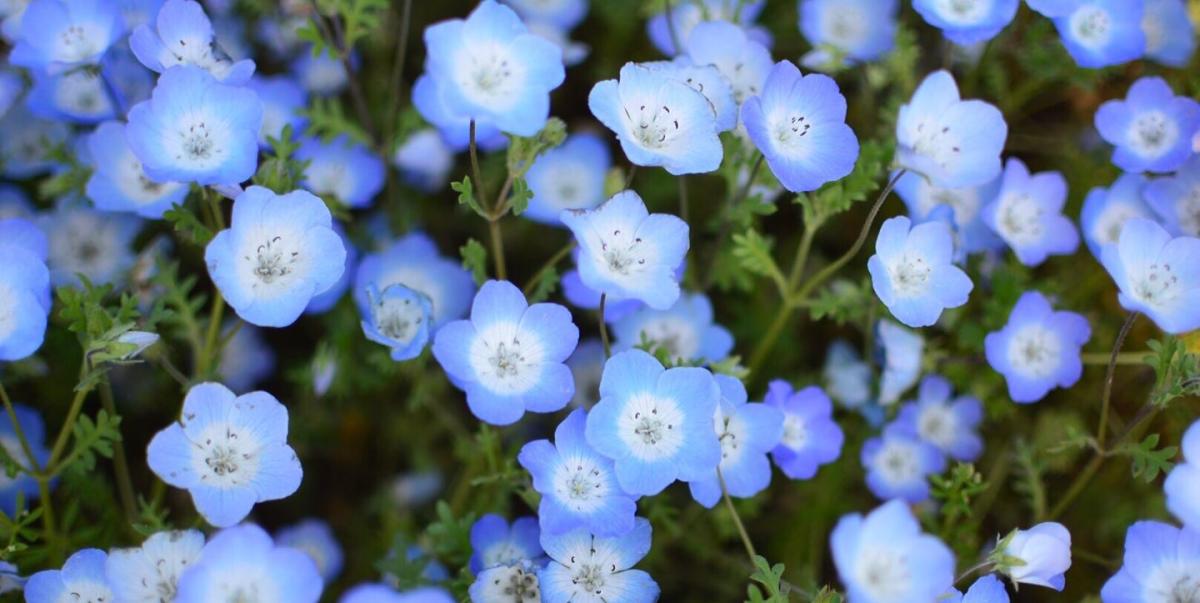 All 50 States Ranked by Their Official Flower