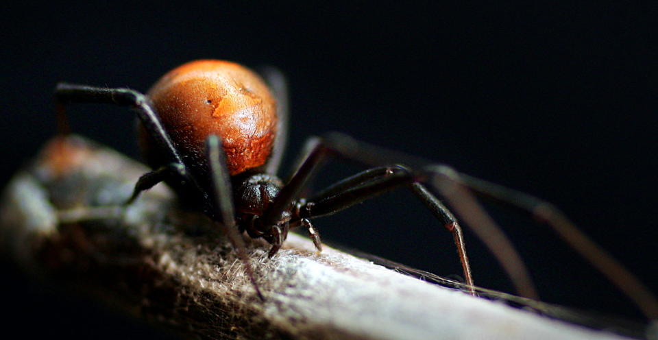 We all have our nightmare port-a-potty stories, but few can outdo a construction worker in Sydney, Australia, who was <a href="http://www.huffingtonpost.com/entry/man-penis-spider-bite-australia_us_57ec150fe4b0c2407cdb4fc3">bitten by a poisonous redback spider on his penis</a>&nbsp;as he was relieving himself. &nbsp;He lived to tell the tale, but five months after the April 27 attack, at the same worksite toilet, his man bits again served as snack food for a ravenous arachnid. The little monster chowed down "pretty much on the same spot." This guy, however, endured a better fate than a 17-year-old from Mexico, who suffered convulsions at a family dinner and died after receiving what doctors believe was <a href="http://www.huffingtonpost.com/entry/teen-dies-hickey-stroke_us_57c5f288e4b0e60d31dc03e7">a fatal, stroke-inducing hickey</a> from his 24-year-old girlfriend.