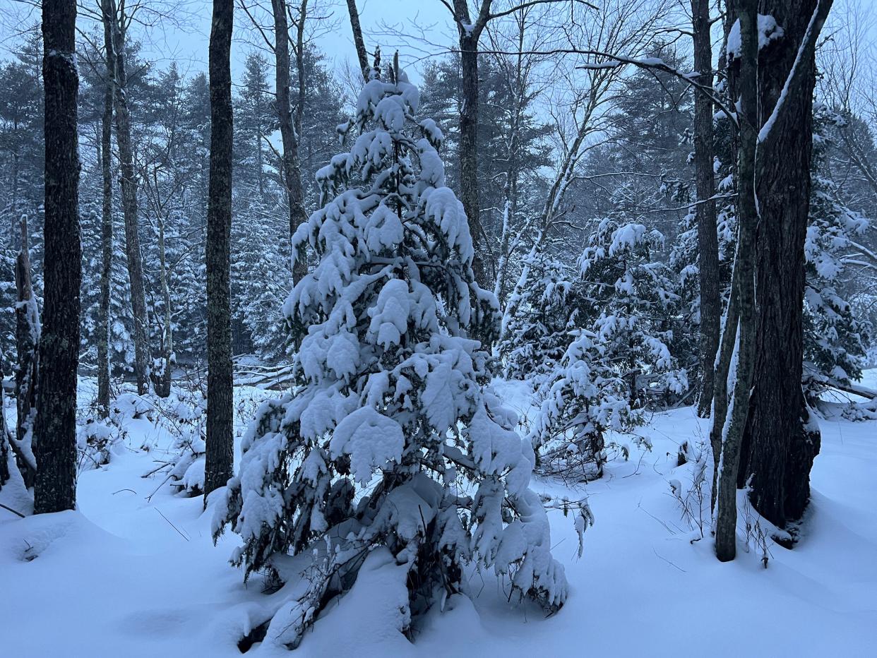 Eastern hemlock and balsam fir trees laden with snow in North Berwick, Maine.