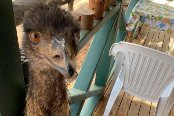 Emus have become a problem at the Yaraka Hotel: Facebook/the Yaraka Hotel