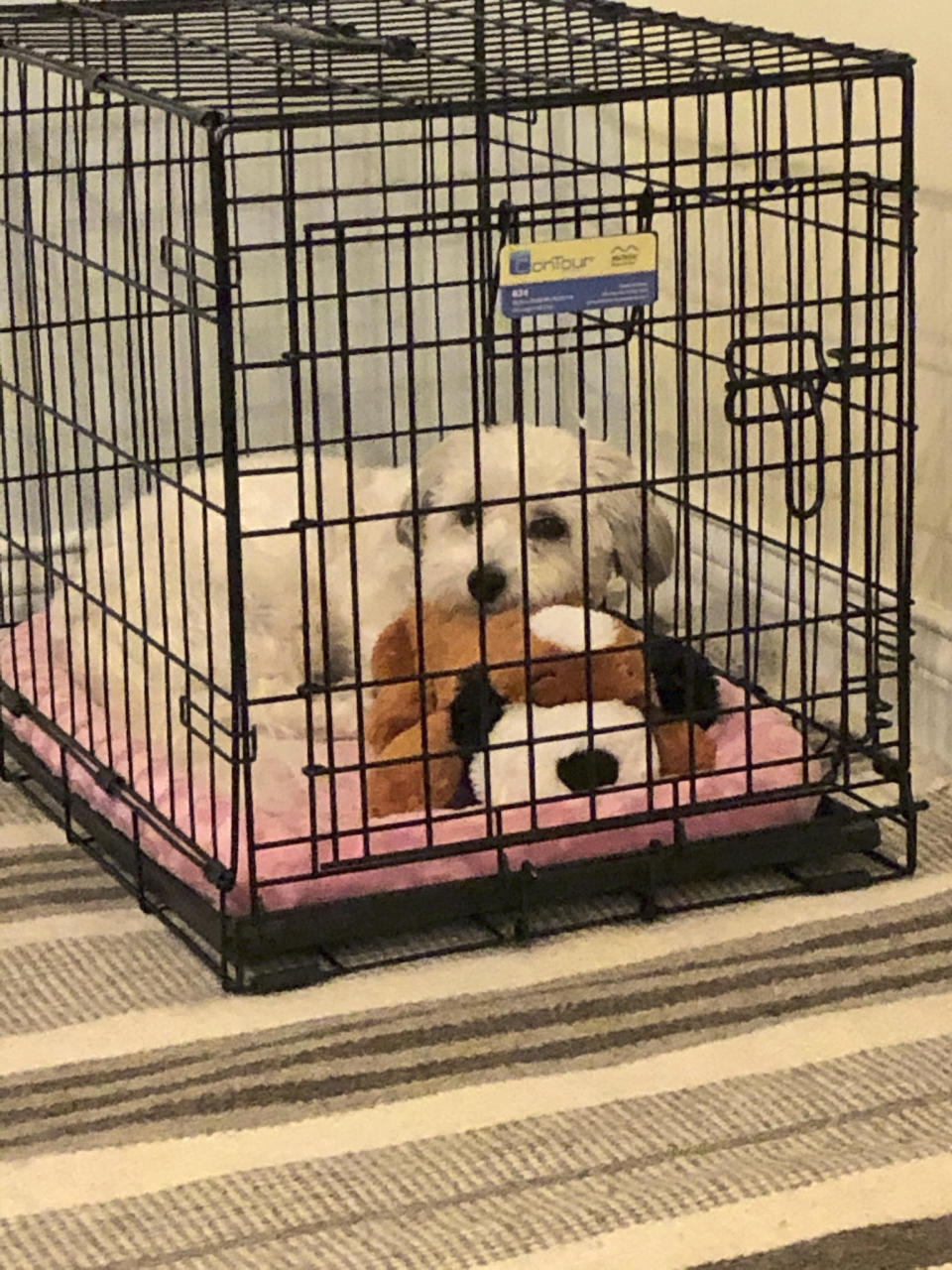 In this undated photo provided by Candace Croney, Desi spends some alone time in her cage in West Lafayette, Ind. “If we think how much time most of our pets prior to the pandemic typically would spend without people around to 24 hours a day, seven days a week, it’s quite a lot,” says Croney, a Purdue University professor who teaches about animal behavior. (Candace Croney via AP)