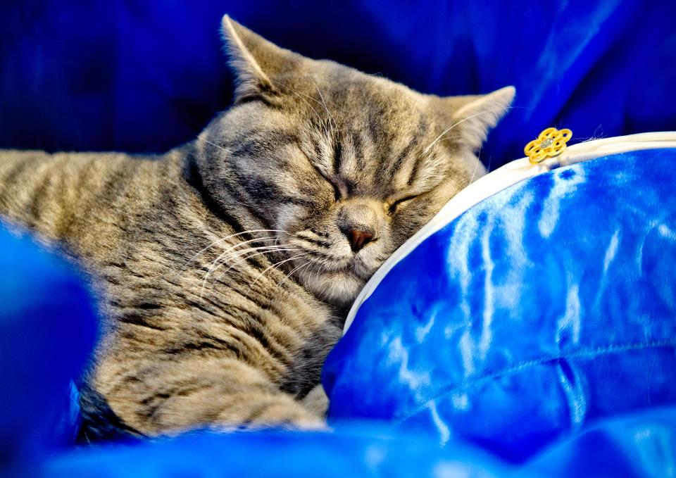 <p>Lekati Delightful Dudley Cat participates in the GCCF Supreme Cat Show at National Exhibition Centre on October 28, 2017 in Birmingham, England. (Photo: Shirlaine Forrest/WireImage) </p>