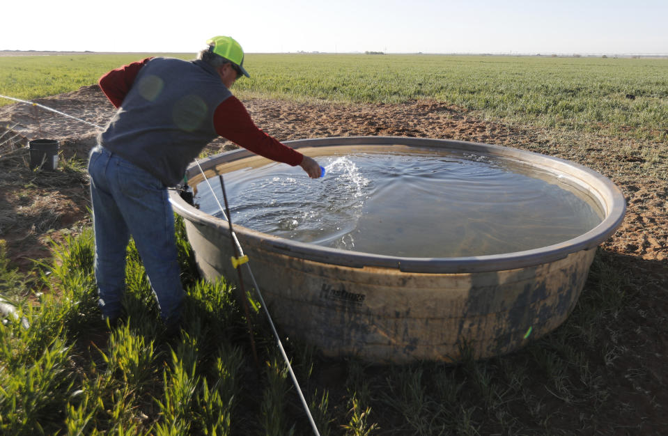 Tim Black tosses unscented laundry detergent into a stock tank at his Muleshoe, Texas, farm on Monday, April 19, 2021, to reduce bloating in his cattle. The longtime corn farmer now raises cattle and has planted some of his land in wheat and native grasses because the Ogallala Aquifer, used to irrigate crops, is drying up. (AP Photo/Mark Rogers)