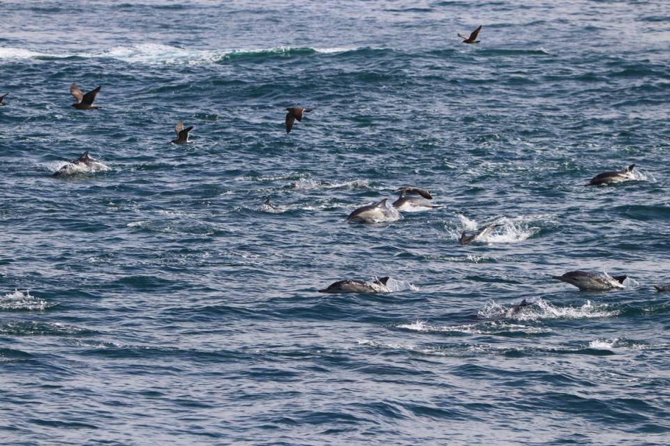 A pod of dolphins swim alongside Elliot’s boat (Elliot Wagland)