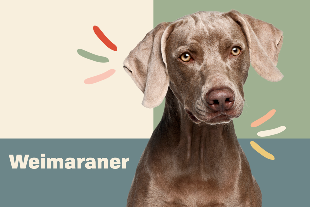 Weimaraner Breed Photo