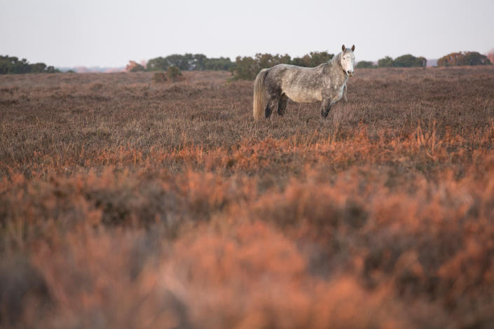 A great time to spot wild life like this stunning pony grazing. (Getty Images)