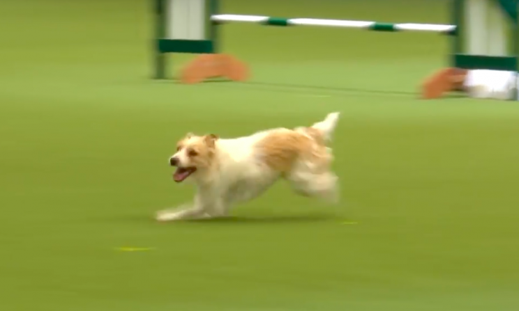 The rescue dog is just as adorable away from Crufts as he was at it (Grab)