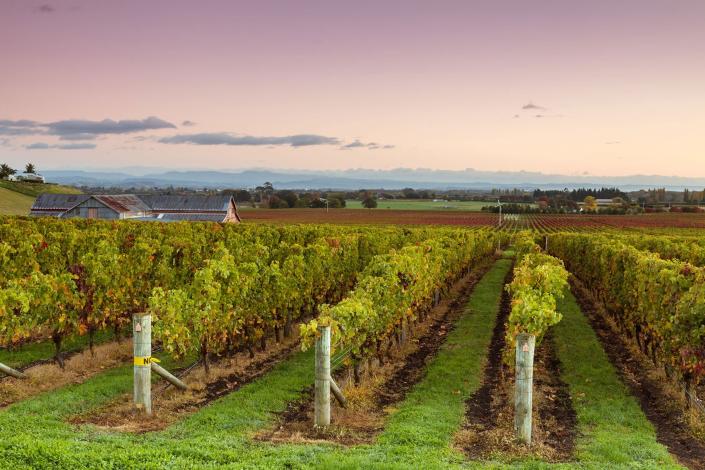 Sunrise over vineyards in autumn, Hawke&#39;s bay, New Zealand