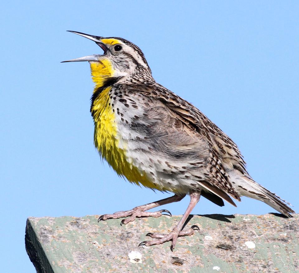 A western meadowlark.