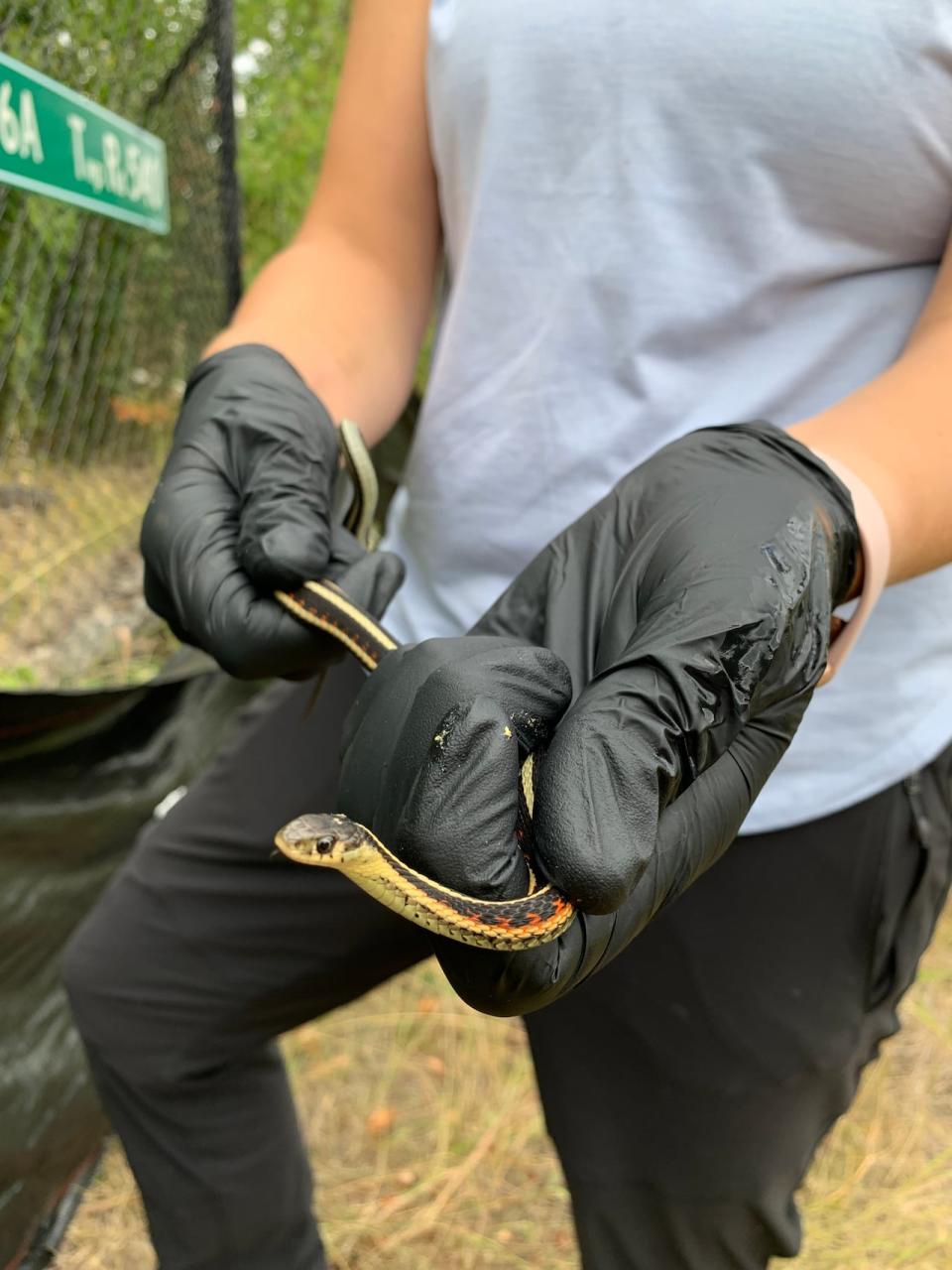 These snakes are essential to Edmonton’s ecosystem because they control the rodent population and are a food source for other species, said Ciara Fraser, a conservation co-ordinator with the Edmonton and Area Land Trust.