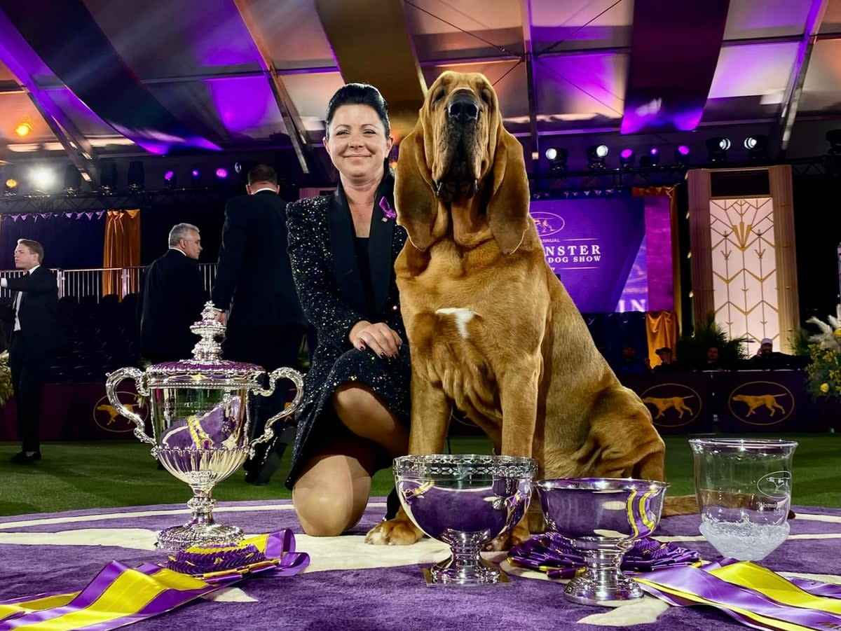 Trumpet has become the first bloodhound to win the prestigious Westminster Kennel Club dog show   (Facebook @WKCDogShow)