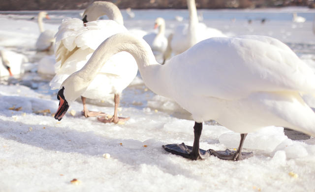 To purchase seven swans like in &quot;The 12 Days of Christmas,&quot; it's an eye-watering $13,125. 