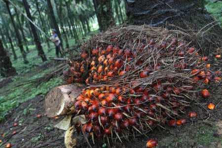 A worker harvests palm fruit at a plantation in Indonesia's north Sumatra province November 1, 2012. REUTERS/Roni Bintang/File Photo