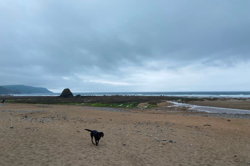 There are plenty of dog-friendly beaches in Bude