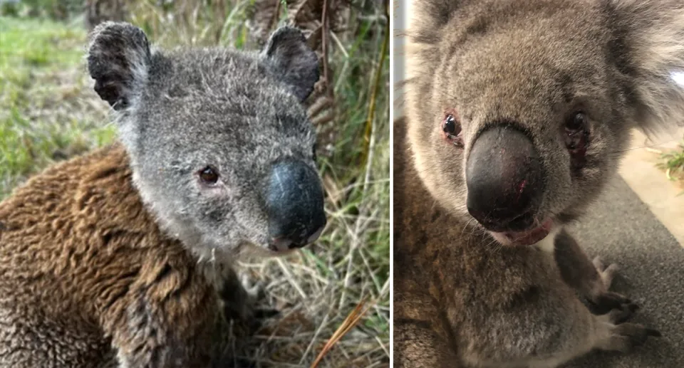 Side by side images of koalas rescued from plantations in Australia