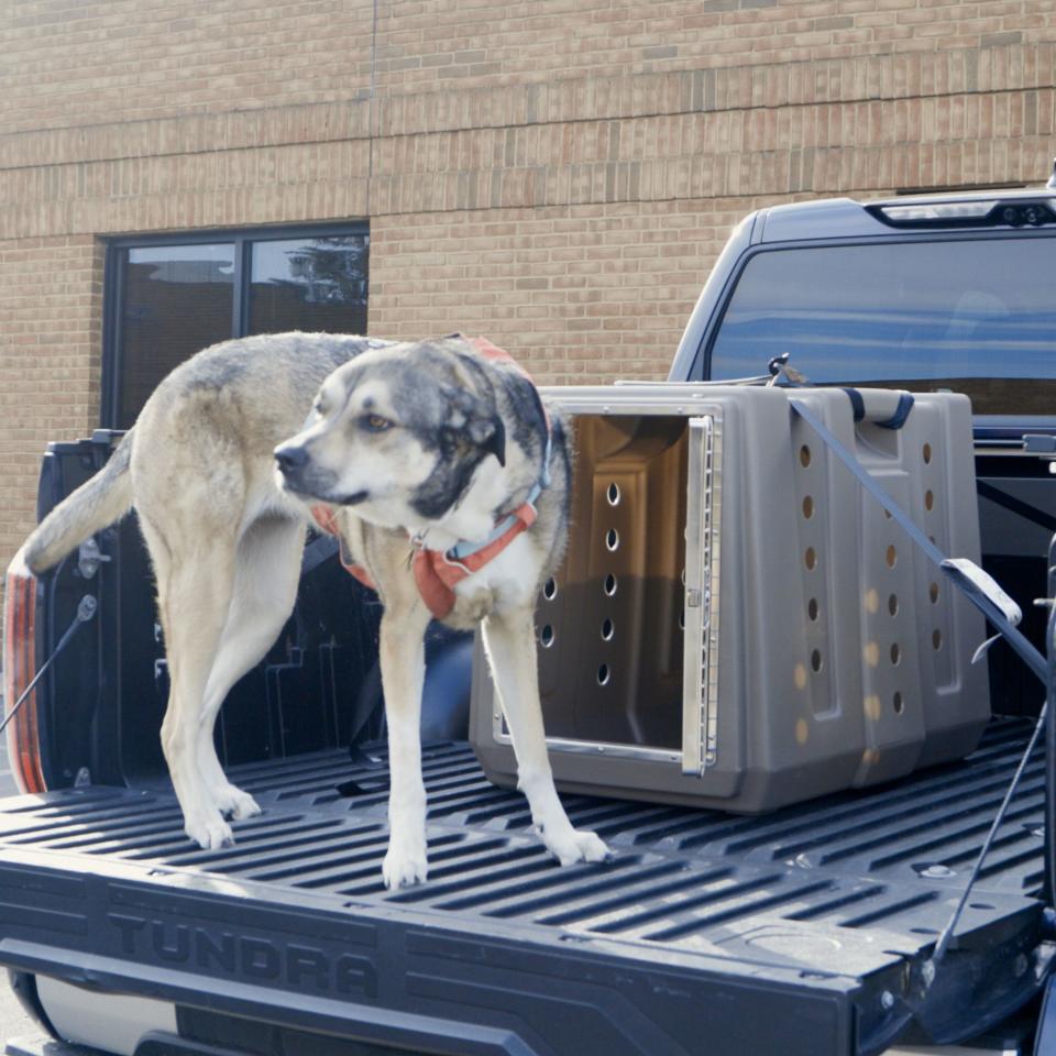 <p><a href="https://go.redirectingat.com?id=74968X1596630&url=https%3A%2F%2Fwww.cabelas.com%2Fshop%2Fen%2Fcabelas-gun-dog-intermediate-dog-kennel&sref=https%3A%2F%2Fwww.caranddriver.com%2Fcar-accessories%2Fg60191102%2Fbest-dog-car-seats-restraints-tested%2F" rel="nofollow noopener" target="_blank" data-ylk="slk:Shop Now;elm:context_link;itc:0;sec:content-canvas" class="link ">Shop Now</a></p><p>Cabela's GunDog Intermediate Kennel</p><p>cabelas.com</p><p>$349.99</p><span class="copyright">Gannon Burgett - Car and Driver</span>