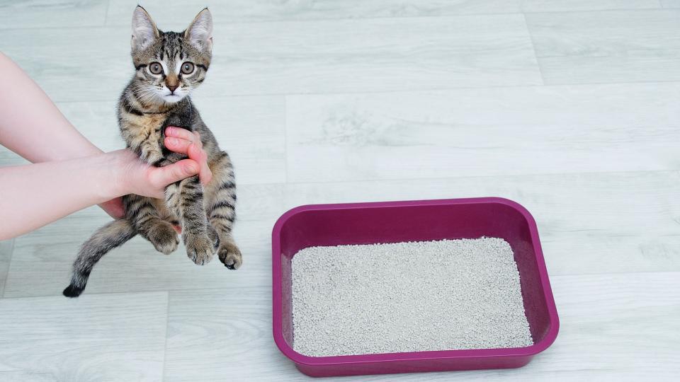 Hands placing kitten in litter box