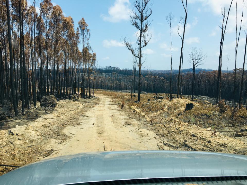 A burnt out forest on either side of the road. Shot from inside a car. The bonnet can be seen.