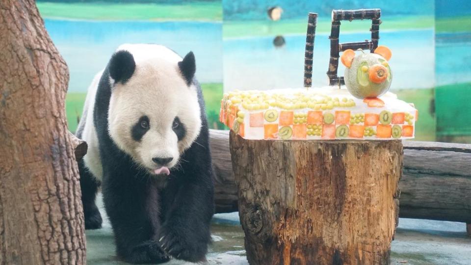 團團才剛度過18歲生日。（圖／台北市立動物園提供）