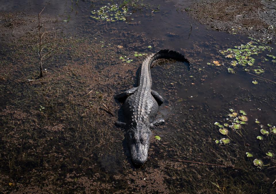 An alligator basks in the sun in the Arthur R. Marshall Loxahatchee National Wildlife Refuge in Boynton Beach, Florida on April 22, 2024.