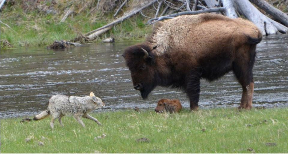 (Photo: Yellowstone National Park)