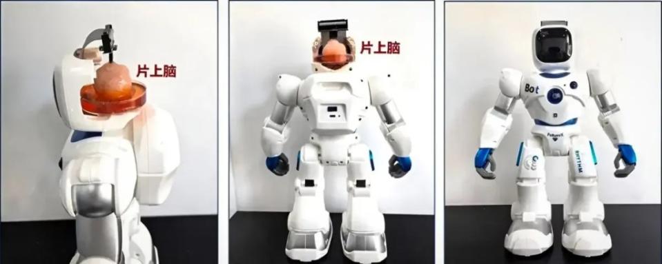 A new robot runs on human brain cells. Researchers call it a historic first. Tianjin University