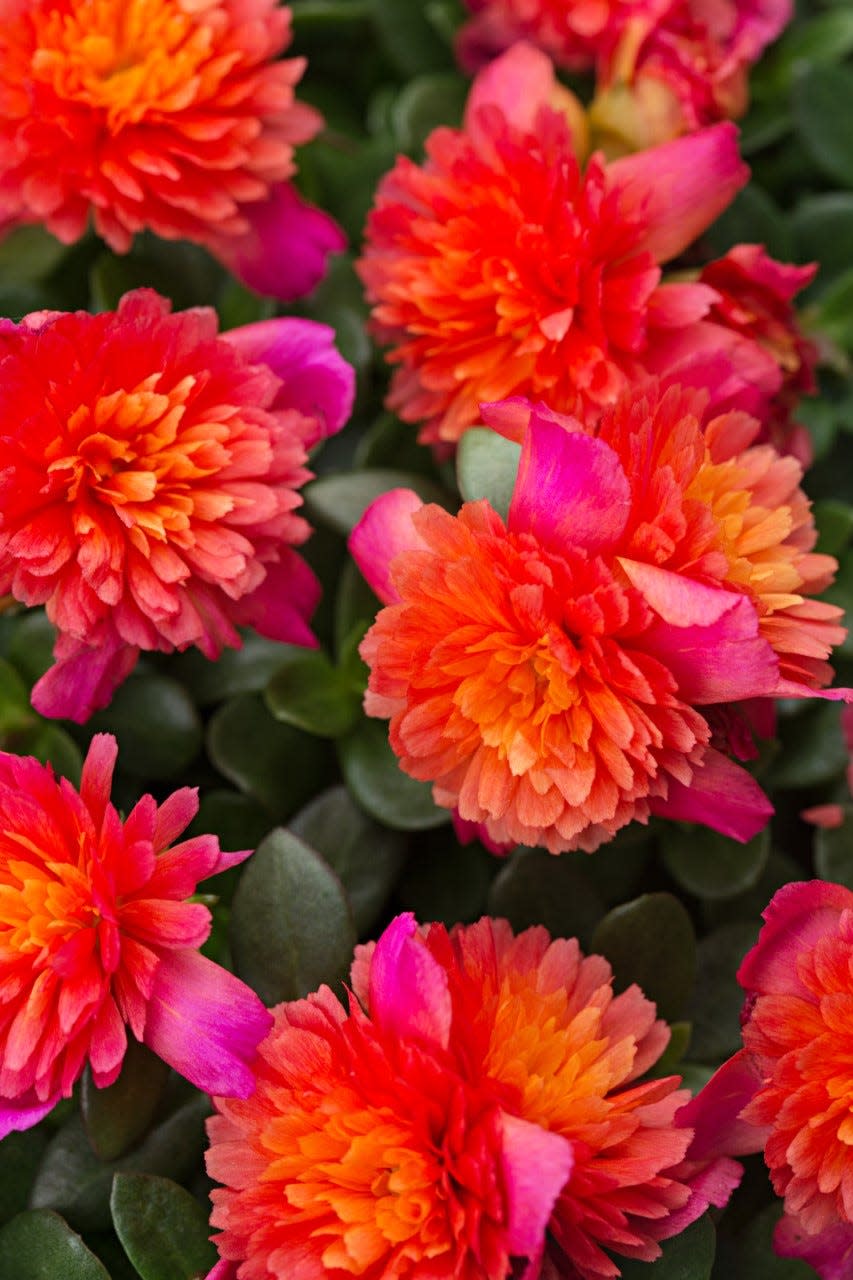 Colorblast Double Magenta Moss Rose has double flowers that create a multicolor effect.