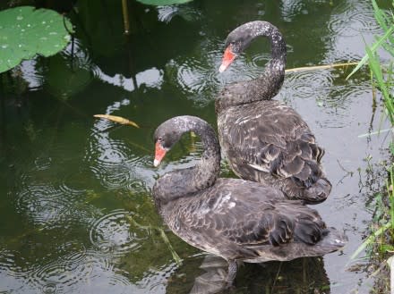 北京爆發H5N8禽流感，海澱區圓明園遺址公園的15隻天鵝有3隻死亡。（圖／翻攝自米粒山 微博）