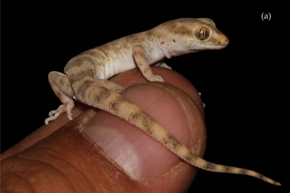 An Alsophylax emilia, or Emilia’s even-fingered gecko, perched on two fingers.