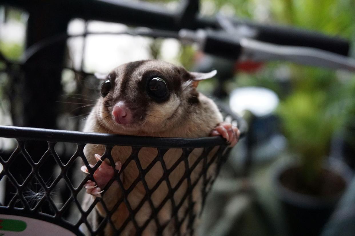 The cute sugar glider in the basket front of bicycleThe cute sugar glider in the basket front of bicycle