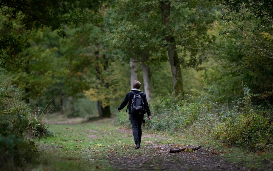 Into the trees: Jack Rear in Dering Woods in Kent - Christopher Pledger