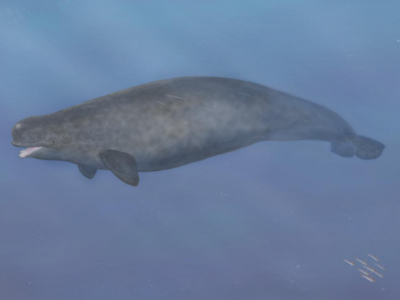 An artist’s impression of what a narluga may have looked like. The species is thought to have fed from the seafloor, like a walrus (Markus Bühler)