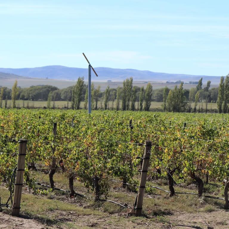 La Bodega Saldungaray cuenta con una visita guiada para los amantes del vino que quieran conocer su producción. Foto: @bodegasaldungaray