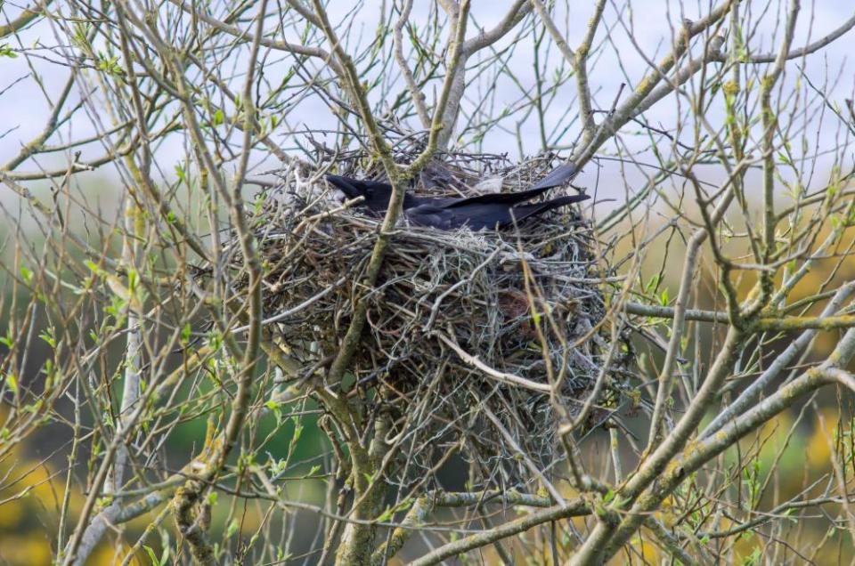 A crow’s nest composed of sticks and fishing material