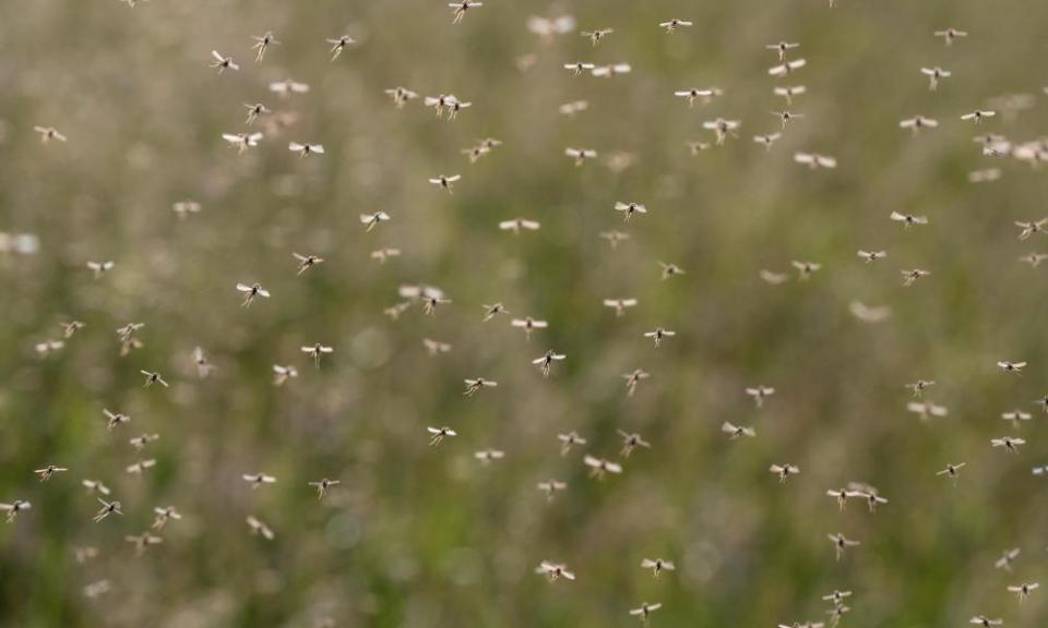 A swarm of flying mosquitoes