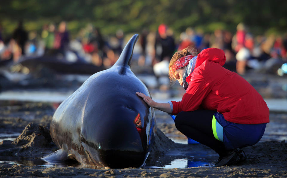 New Zealand whale stranding