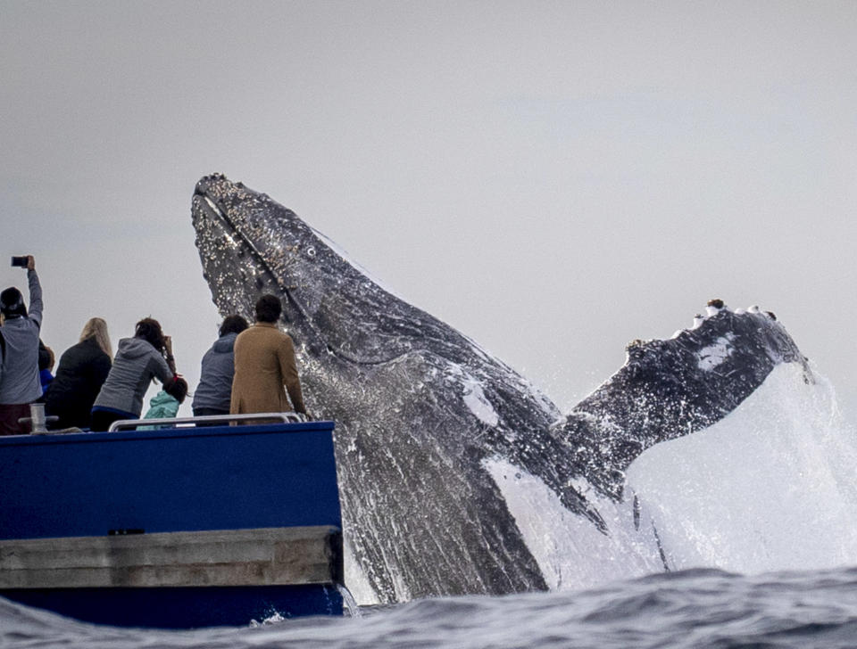 Einmalig: Eine Whale-Watching-Tour durfte einen spielenden Buckelwal aus nächster Nähe sehen (Bild: Go Whale Watching / John Goodridge/ CATERS NEWS) 