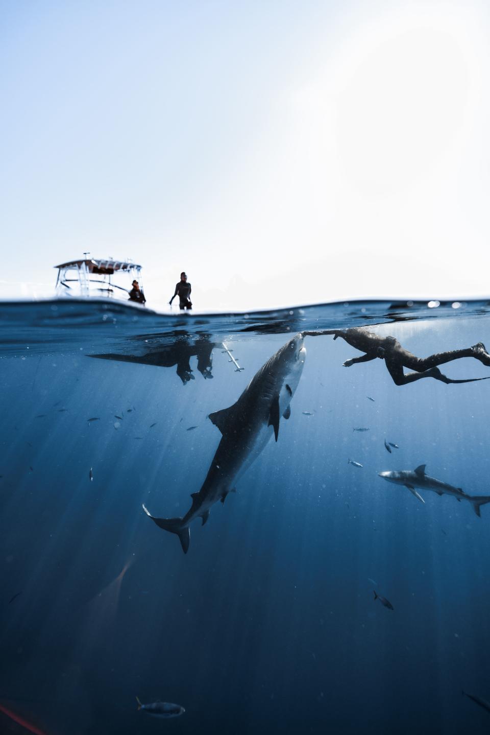 He hopes his photos are helping dispel myths about sharks and humans. Source: Danny Lomas/ Media Drum World/ Australscope