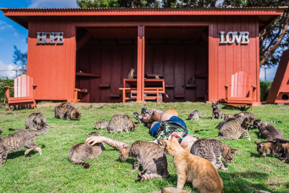 <p>Hannah Shaw, aka Kitten Lady, 30, is surrounded by rescued cats at the the Lanai Cat Sanctuary in Hawaii. (Photo: Andrew Marttila/Caters News) </p>