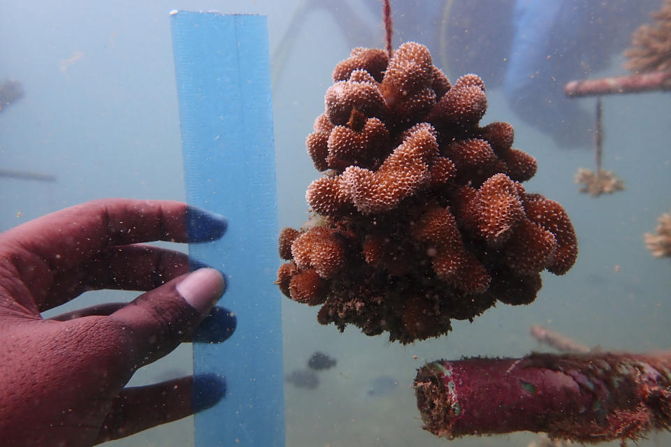 A coral reef restoration ranger measures an artificial reef structure in the Indian Ocean near Shimoni, Kenya on Monday, June 13, 2022. The marine area off the coast of Kenya at Wasini Island, jointly managed by a foundation and the island's community, has been planting over 8,000 corals a year since early 2010s and placed about 800 artificial reef structures in the channel in a bid to restore Wasini's coral gardens. (AP Photo/Brian Inganga)