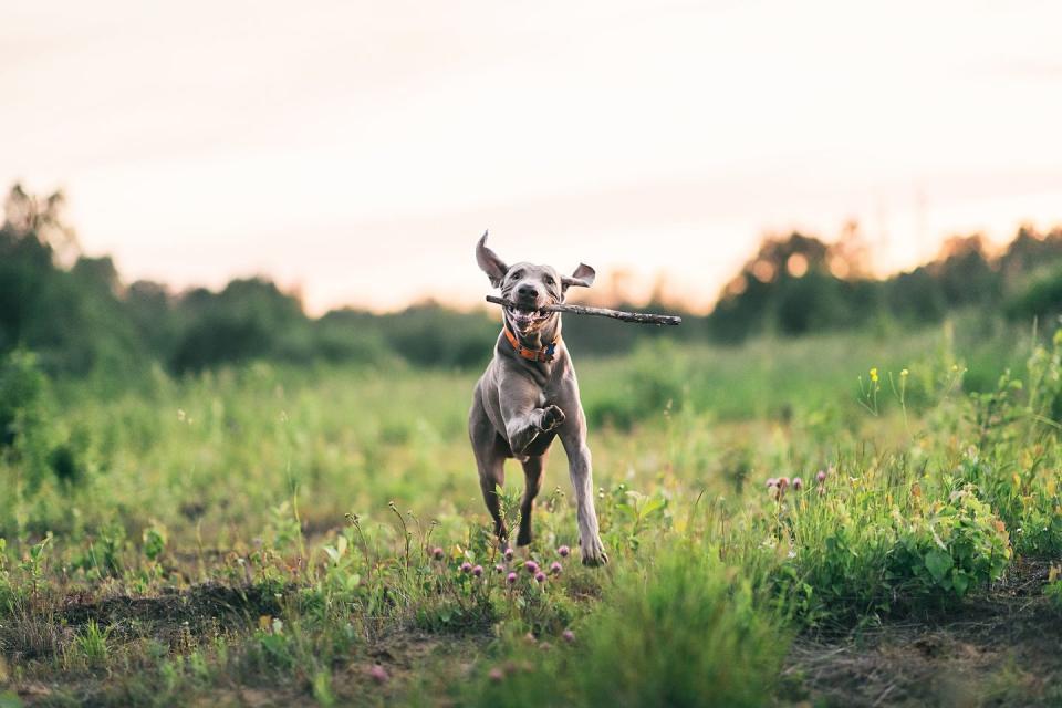 country dog names dog running in field with stick