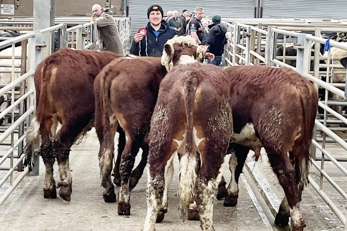 Will Wildman with the 1st prize and joint top price £1,090 pen of Hereford bullocks <i>(Image: Moule Media)</i>