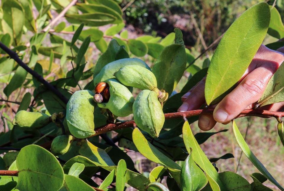 The federally endangered four-petal pawpaw plant exists only in a 30-mile stretch of Palm Beach and Martin counties. It is believed only about 1,400 plants are left in the wild.