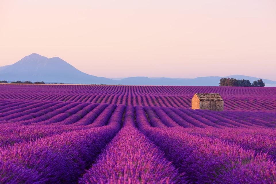 Lavender Fields in Provence, France