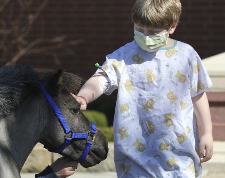 Jesse Stewart, 8 of Akron, a patient at Akron Children's Hospital, pets Willie Nelson, the miniature horse as he is handled by Victory Gallop volunteer Toril Simon on his debut with patients at Akron Children's Hospital Tuesday May 1, 2018 in Akron, Ohio. (Karen Schiely/Beacon Journal)