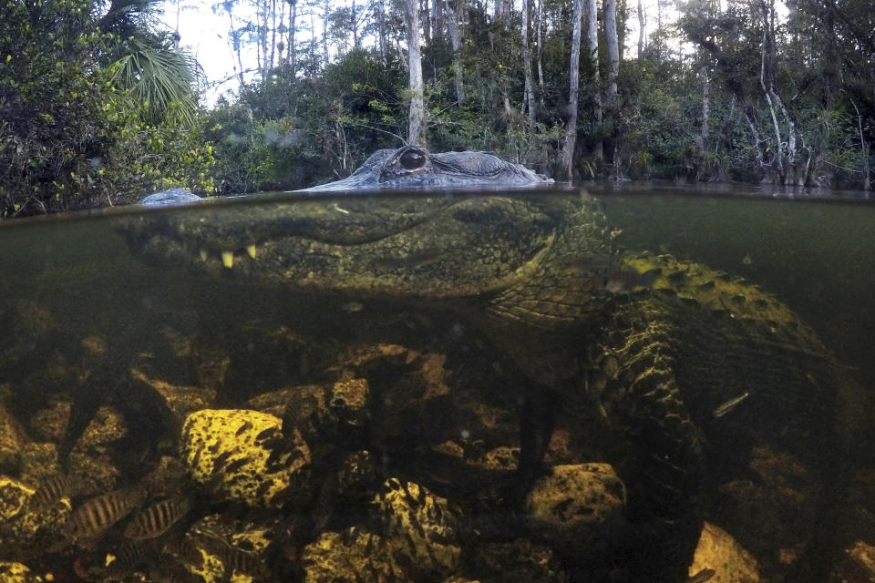 En esta imagen, tomada el 30 de octubre de 2019, un caimán se sumerge en aguas de la Reserva Nacional Big Cypress en Florida. Formados hace unos 5.000 años, irónicamente durante un período de subida del nivel de los mares, los Everglades llegaron a ocupar una zona dos veces el tamaño de Nueva Jersey. (AP Foto/Robert F. Bukaty)